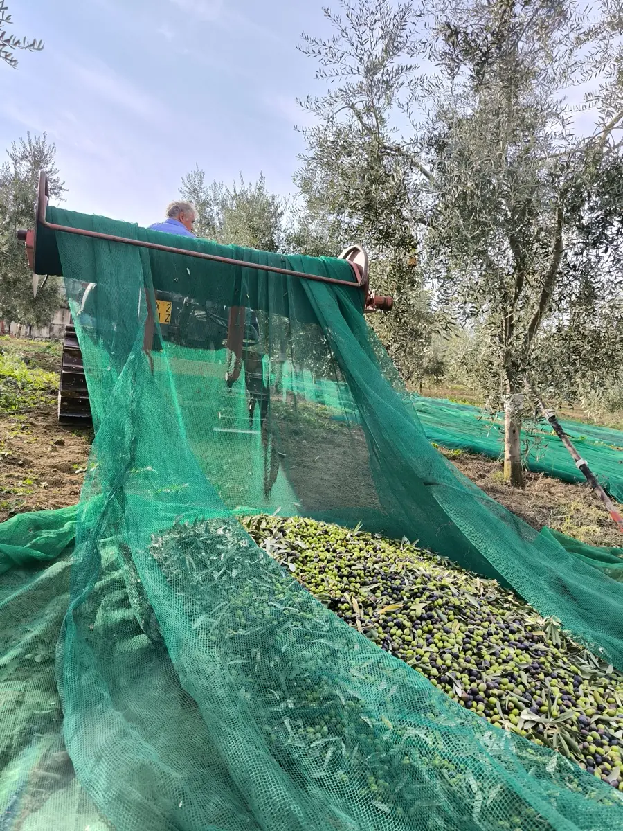 Raccolta olive
